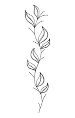 pattern petals on the stem drawing on a a white background