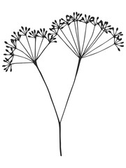 dill sprig drawing