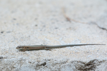 Sand Lizard on a Grey Stone