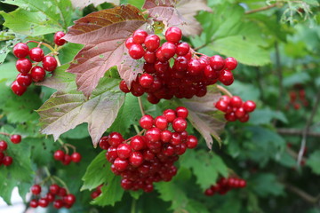 Fototapeta premium Viburnum - woody flowering plants with edible fruits 