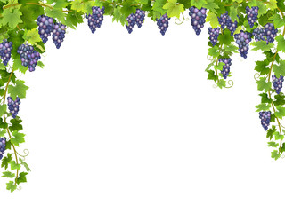 Frame from hanging bunches of ripe blue grapes with branches and leaves.