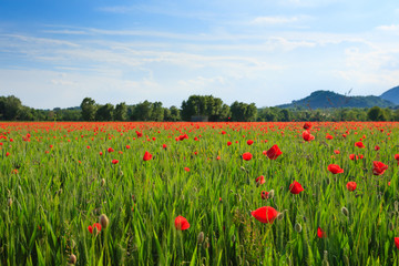 Red poppies field with mountains in background