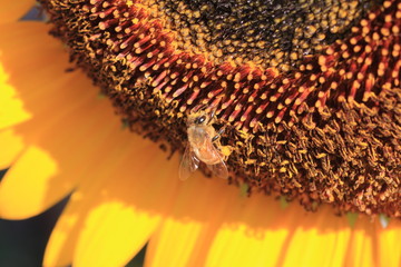 Sunflower and bee