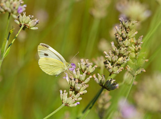 Lavendelblüten mit Schmetterling