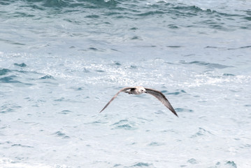 Seagull flying over the sea