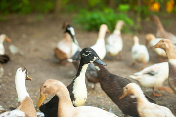 Obraz premium Domestic ducks walk on the paddock. Farm ducks.