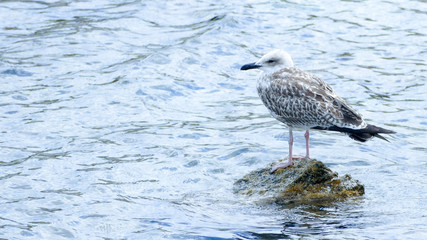 Seagull sitting on a rock surrounded by the sea