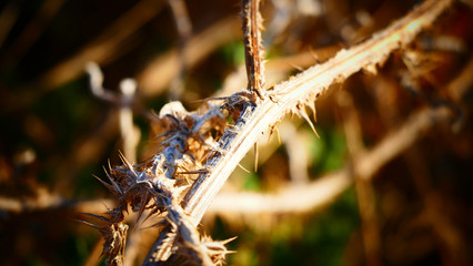 Thorny branches