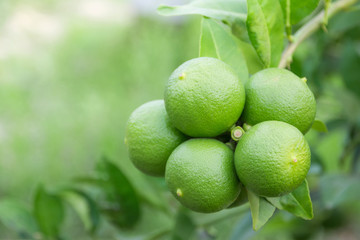 Lime tree closeup