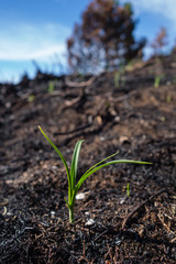 Neuer Trieb in verbrannter Erde
