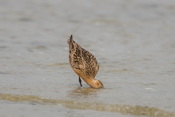 schnepfe im meer