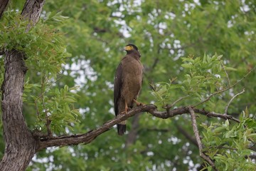 Wild Eagle