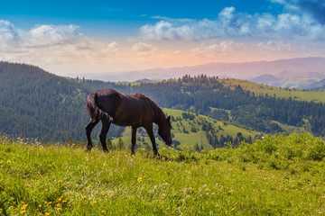 Fototapeta na wymiar Majestic sunset in the mountains landscape. The horses is grazing in beautiful mountains, Ukraine