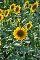 sun flower field