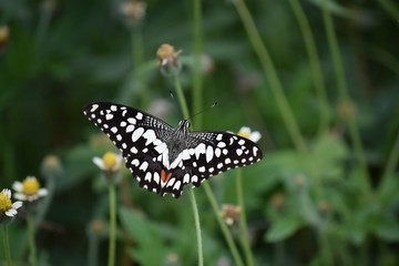 ButterFiy
