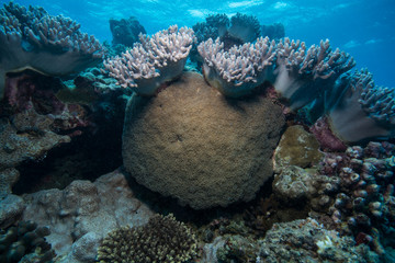 グリーン島のサンゴ礁