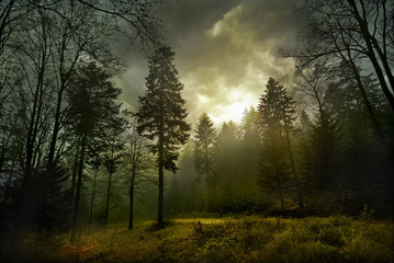 Magic dark forest. Autumn forest scenery with rays of warm light