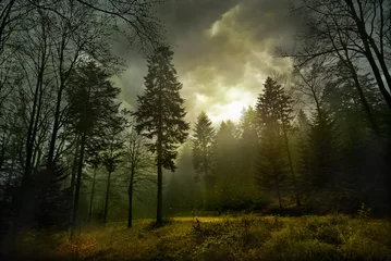 Gordijnen Magisch donker bos. Herfst boslandschap met stralen van warm licht © alekosa