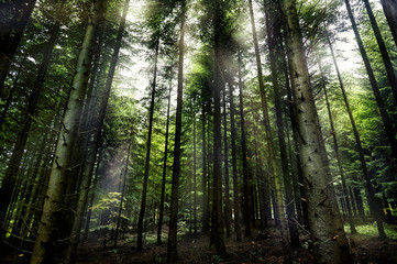 Fototapeta na wymiar Magic dark forest. Autumn forest scenery with rays of warm light