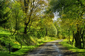 Naklejka premium Summer scene with road. Road in summer mountains. Beskid Mountai
