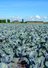 Fototapeta premium Organic cultivation of red cabbages in the summer season