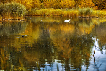 Pond in autumn, yellow leaves, reflection. Swan. Duck.