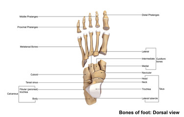 Foot Dorsal view