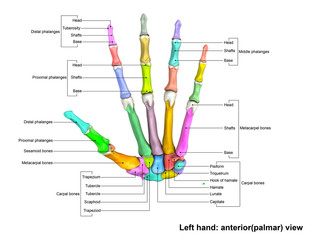 Left Hand anterior(palmer) Scattered view