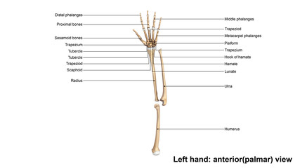 Left Hand  anterior view