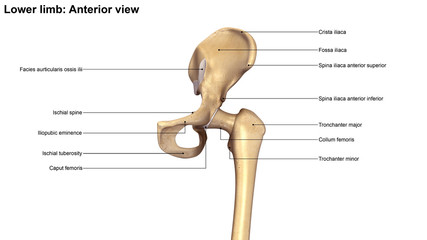 Lower Limb_Anterior view
