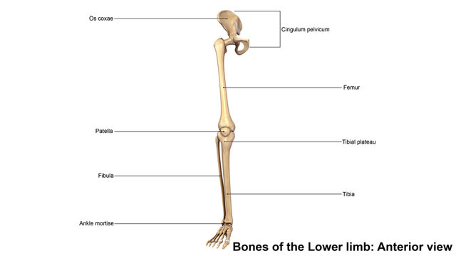 Bones of the Lower limb_Posterior view