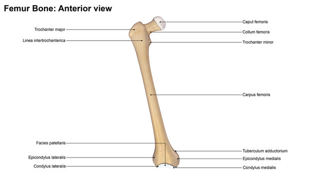 Femur bone_Anterior view