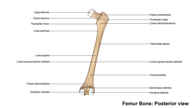 Femur bone_Posterior view.
