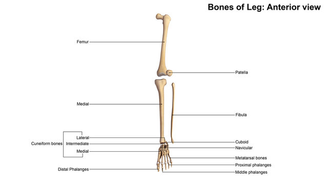 Bones of Leg_Anterior view