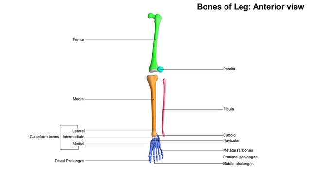 Bones of Leg