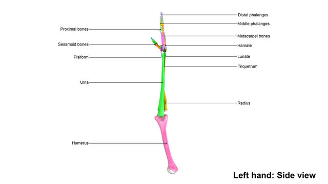 Left Hand  anterior view