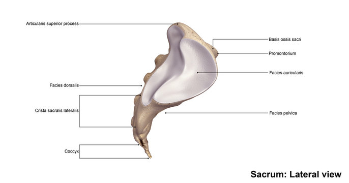 Sacrum_Lateral view