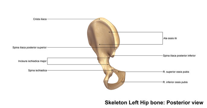 Skeleton Left hip bone_Posterior view