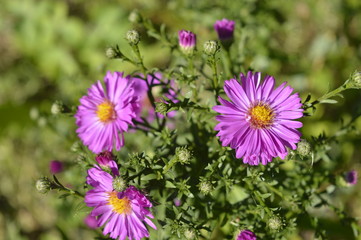 Obraz premium Asters - tiny autumn pink flowers 