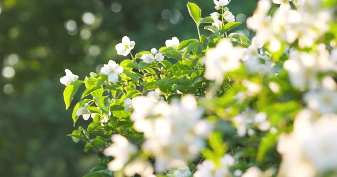 beautiful jasmine white flowers in summer day pan