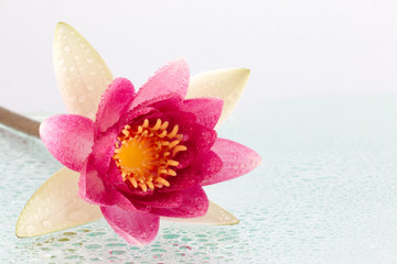 Fototapeta na wymiar A beautiful pink waterlily or lotus flower