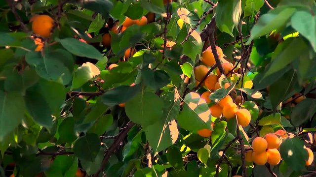 Ripe, sweet apricots on a hot sunny day, swaying in the wind on a branch