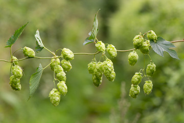 Hops (Humulus lupulus) flowers on vine. Green pendulous flowers on climbing plant in the family Cannabaceae, hanging from stem