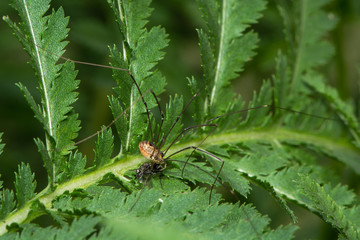 Leiobunum rotundum harvestman spider eating fly prey. Female arachnid in the order Opiliones, family Sclerosomatidae, feeding on small fly 
