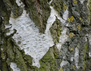 Stamm einer alten Birke ( Betula )