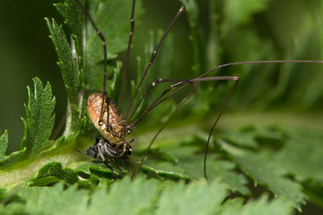 Leiobunum rotundum harvestman spider eating fly prey showing mouthparts. Female arachnid in the order Opiliones, family Sclerosomatidae, feeding on small fly