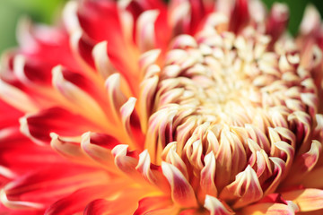 Macro of a red dahlia