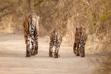 Tiger family together walking on the dry habitat/wild animal in the nature/India