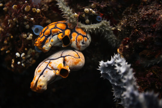 underwater macro - colorful turnicate 