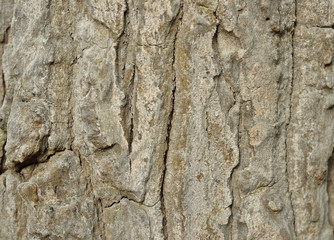 tree bark texture,bark background texture,